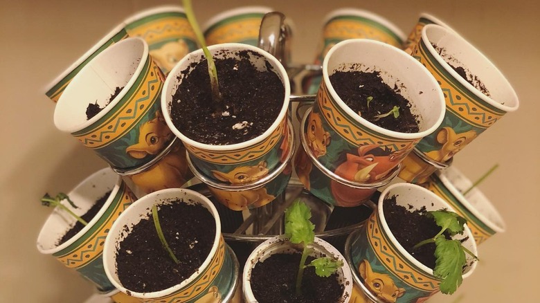 Lion King-decorated paper cups each holding a seed and dirt set into a K-cup holder