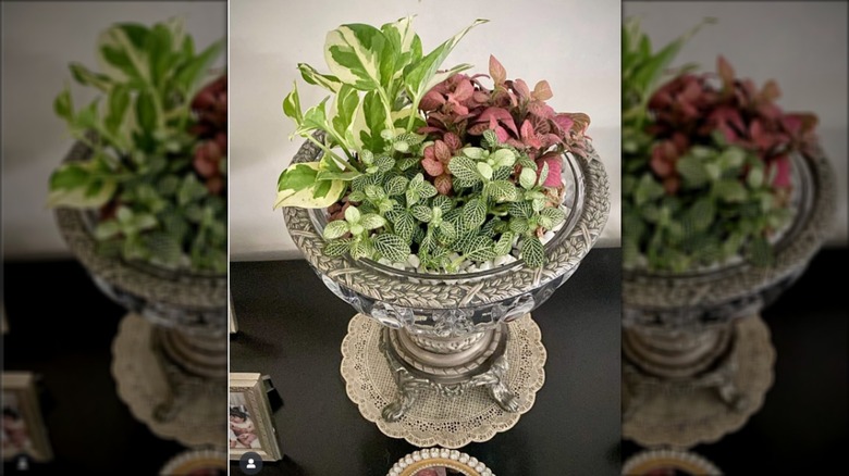 Small succulents in glass dish