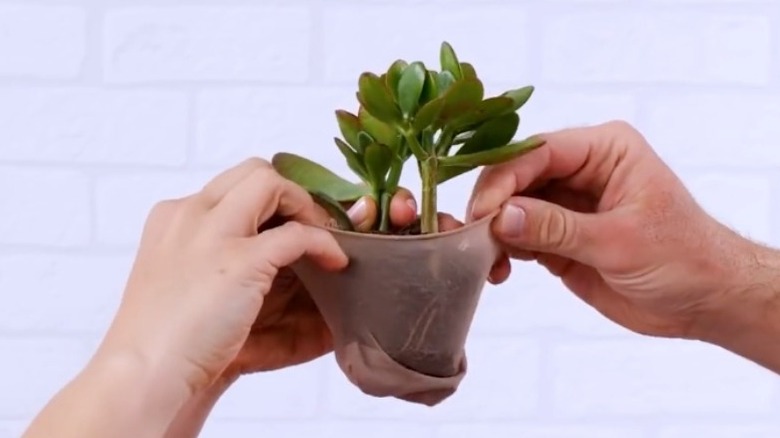 Tights over the bottom of plant roots
