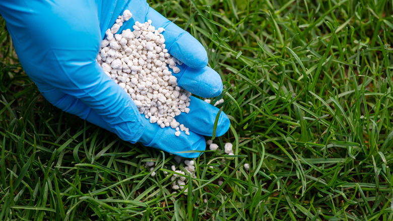 Gloved hand applying fertilizer to lawn