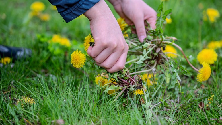 Hands pulling out dandelions out of a green lawn