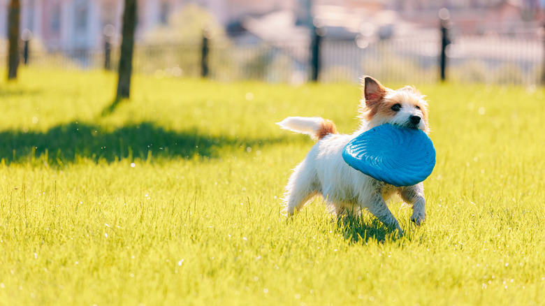 Dog with a frisbee in mouth running on a lawn