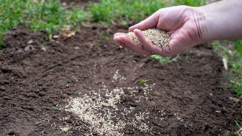 Hand holding seeds above a spot with no grass