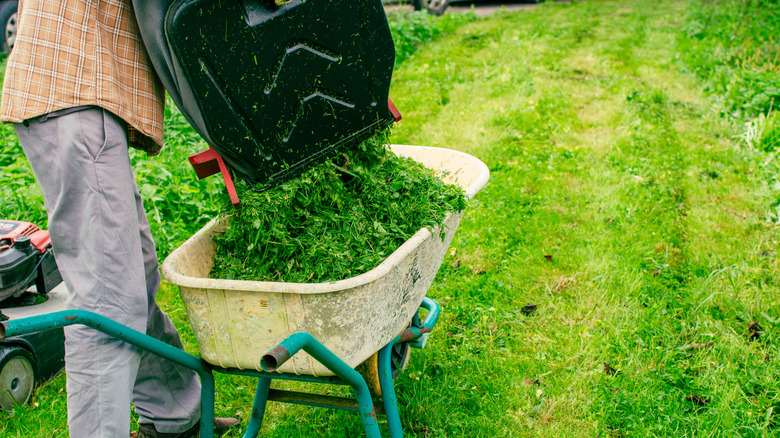Person putting grass clipping in a wheelbarrow