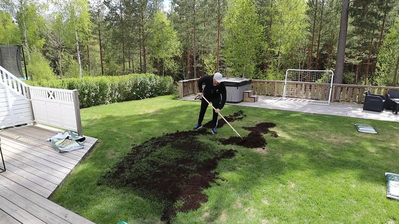 Man topdressing his lawn with a gardening tool