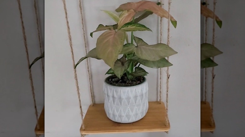 Hanging shelf made out of Dollar Tree bamboo cutting boards.