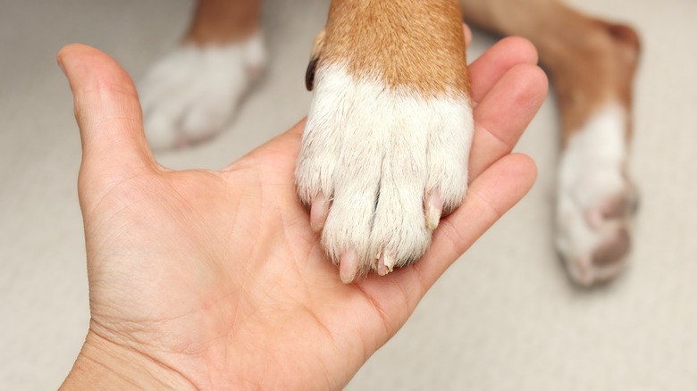 dog paw in hand