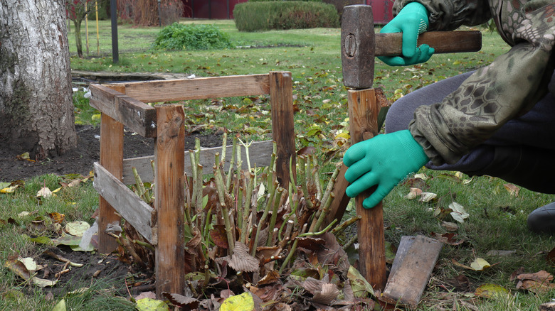 A person is hammering together a wooden cage to enclose a pruned hydrangea