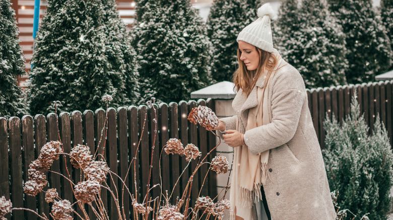 A woman is a winter coat and hat is examining snow-covered hydrangea blooms