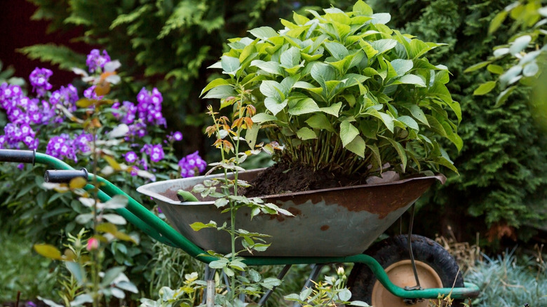 A wheelbarrow holds a large hydrangea shrub ready for transplanting