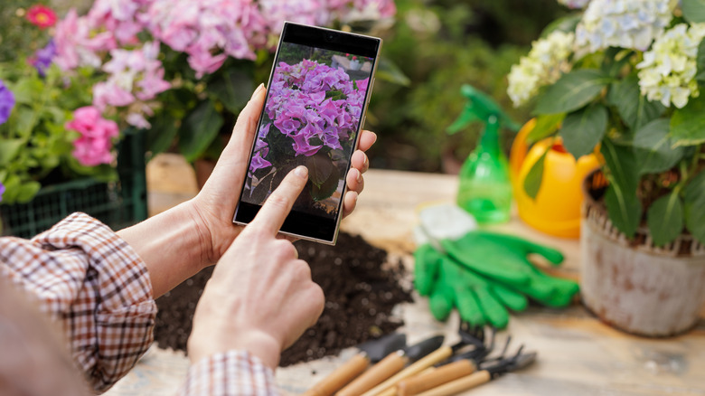 A person looking at a hydrangea on a smartphone