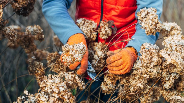 A person with orange knit gloves pruning a hydrangea shrub in the winter