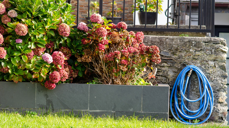 A blue hose is coiled on a wall next to a planter of pink hydrangeas