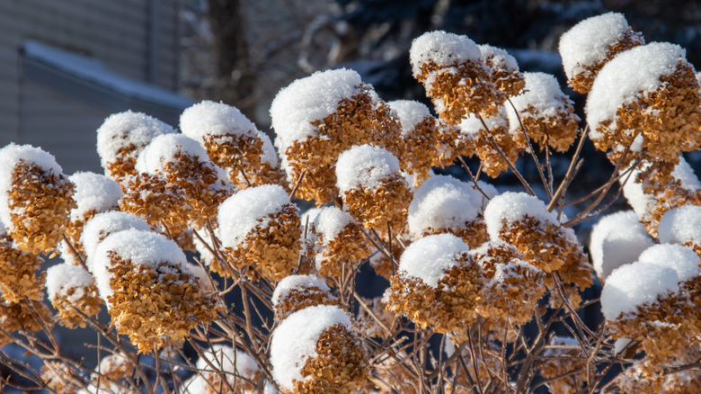 Snow-covered dried hydrangea blooms lean over the winter landscape