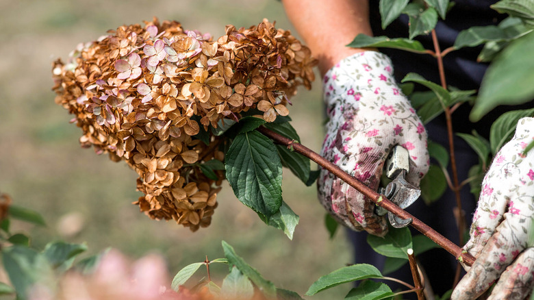 Hands in flowered gardening gloves pruning a hydrangea branch