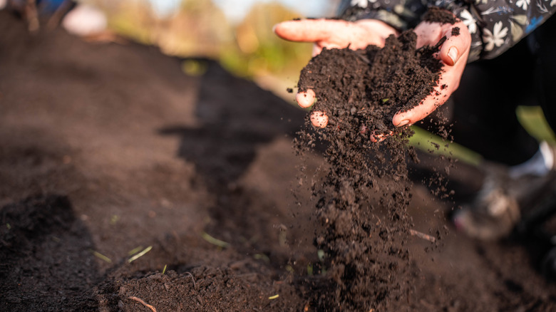 A woman's open hands are full of compost, which she is adding to the layer on the ground