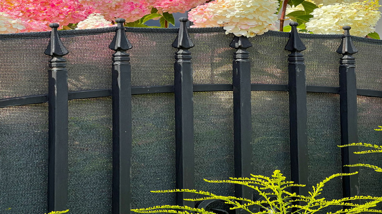 Pink hydrangea blooms hover over a black fence with special screening attached