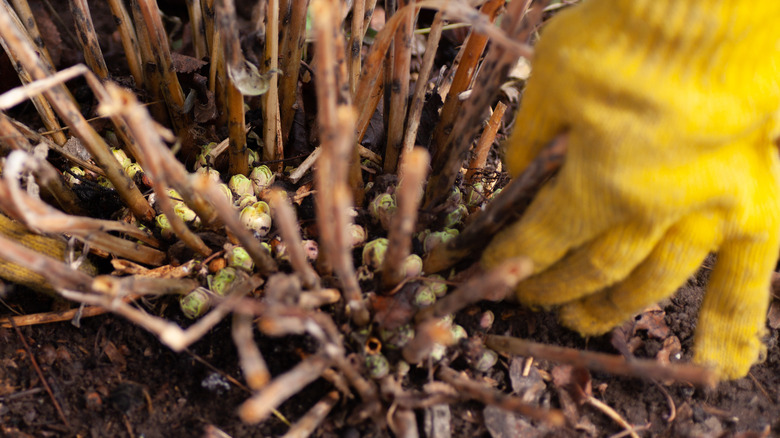New growth is emerging from partially-dormant hydrangea stems