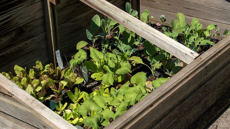 Vegetables growing in a cold frame