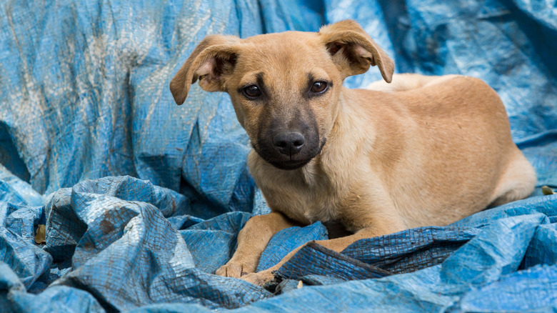 Puppy lying on a blue tarp