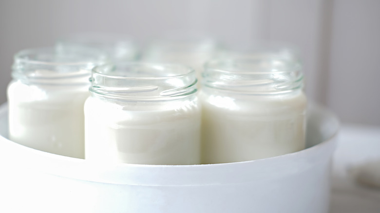 Home yogurt machine with open jars of plain yogurt