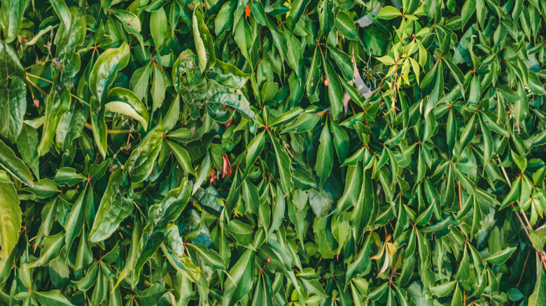 Densely growing Virginia creeper vines