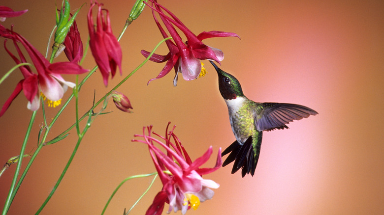 Hummingbird sipping from columbine flower.
