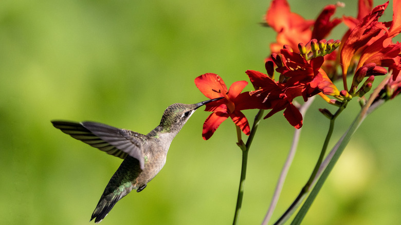 Hummingbird feeding from crocosmia flower.