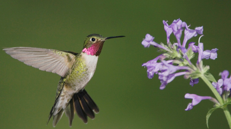 Hummingbird visiting flowering catmint plant.