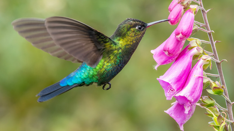 Hummingbird sipping nectar from foxglove.