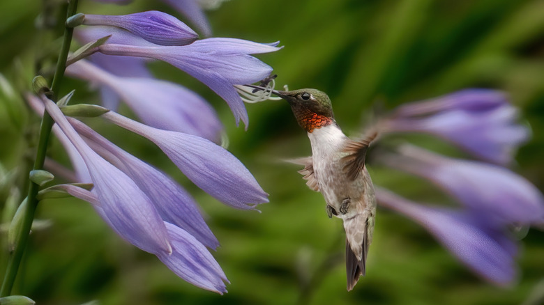 Hummingbird feeding from hosta flower.