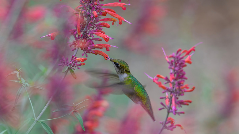 Hummingbird hovering by agastache flowers.