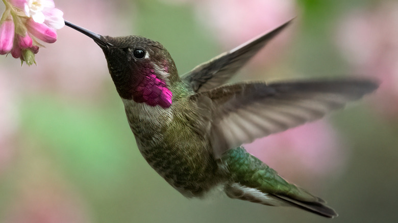 Hummingbird hovering by flowering shrub.