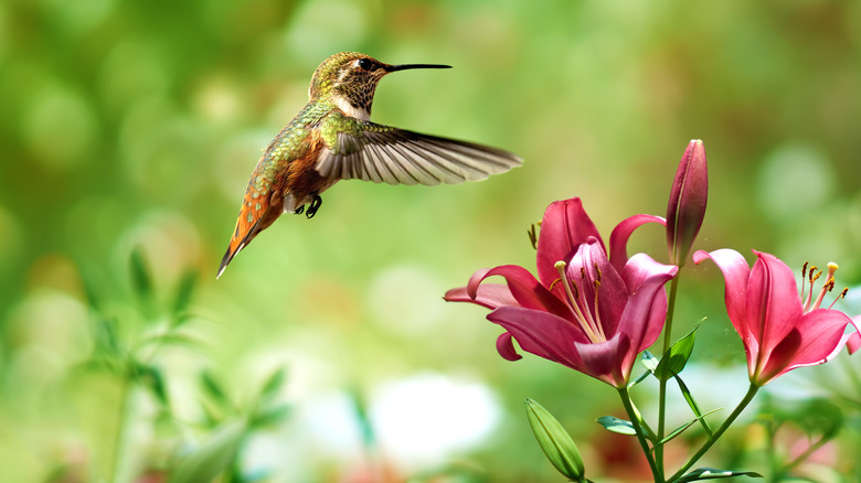 Hummingbird with Oriental lily.