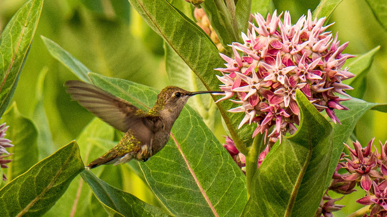 Hummingbird sipping from milkweed plant.