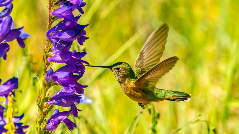 Hummingbird visiting purple penstemon plant.