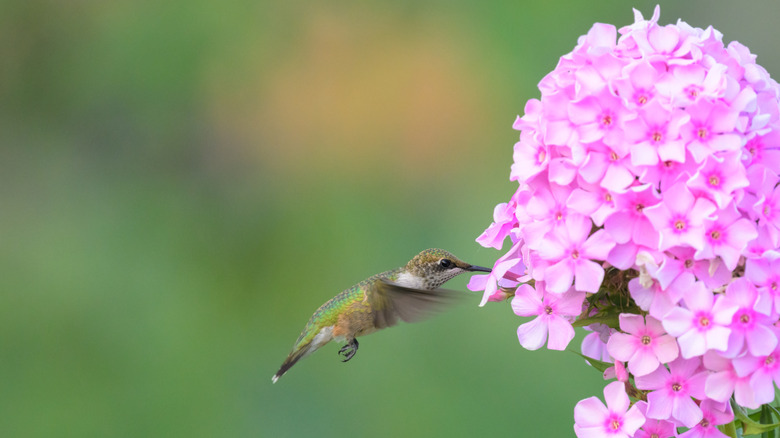 Hummingbird hovering by pink phlox.