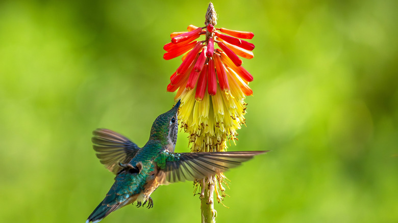 Hummingbird on kniphofia flower.
