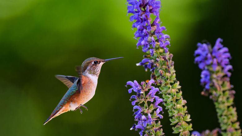 Hummingbird at purple sage plant.