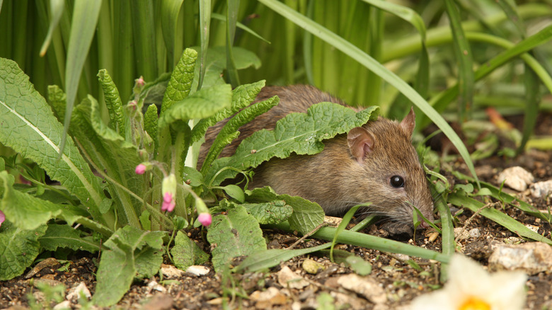 rat in a flowerbed