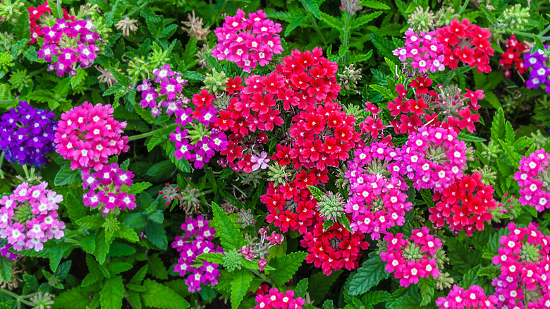 Annual verbena flowers in bloom with pink, purple, and red petals.