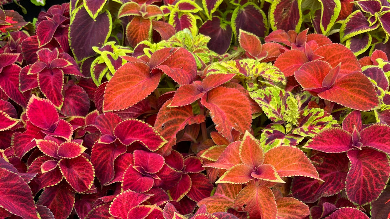 Brightly colored red, orange and green foliage of coleus plants.