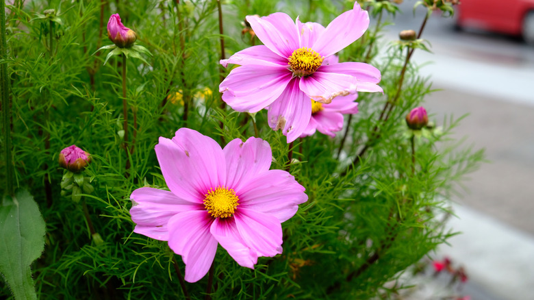 Cosmos in a pot with two pink flowers and several unopened buds.