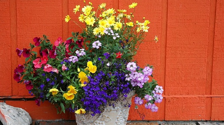 Planter full of colorful annual flowers against an orange fence.