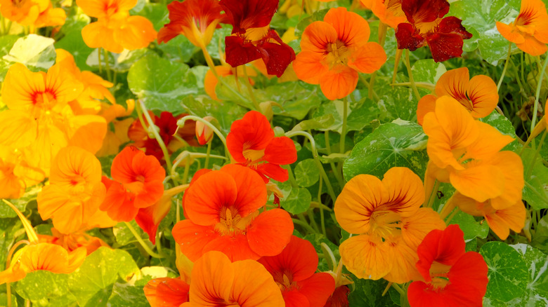 Colorful nasturtium flowers in a container.