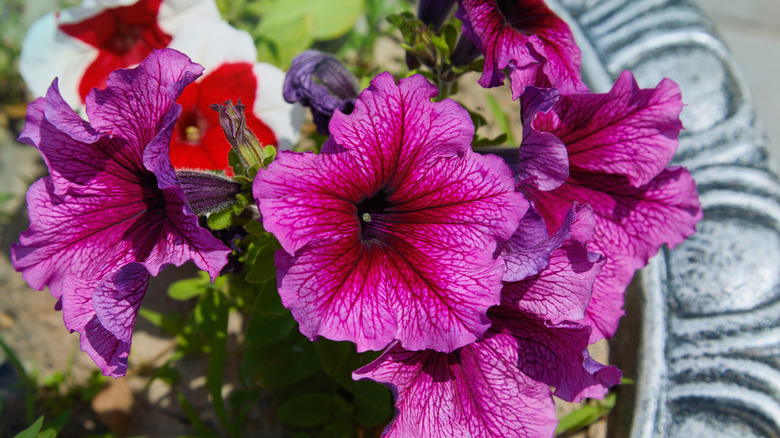 A few bright magenta 'Daddy' petunias.