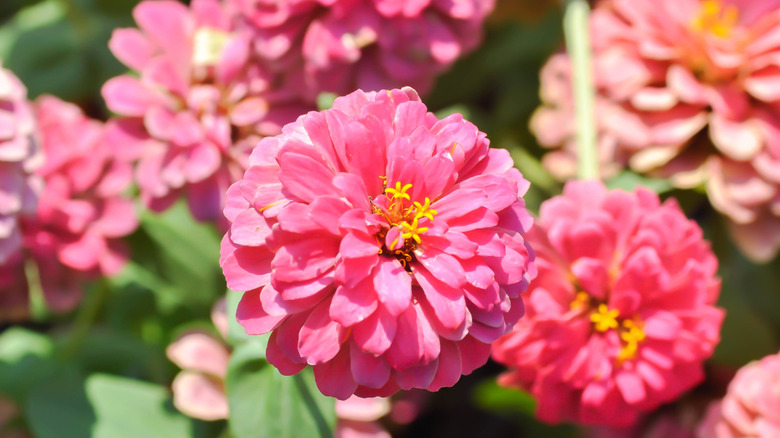 Assorted pink zinnias from close up.