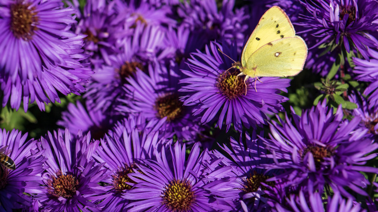 bunch of purple aster blooms with a yellow butterfly