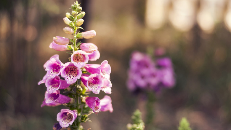 light pink spike of beardtongue blooms with a dark pink spike in the background