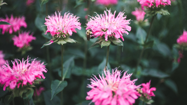 light pink bee balm blooms with dark green foliage